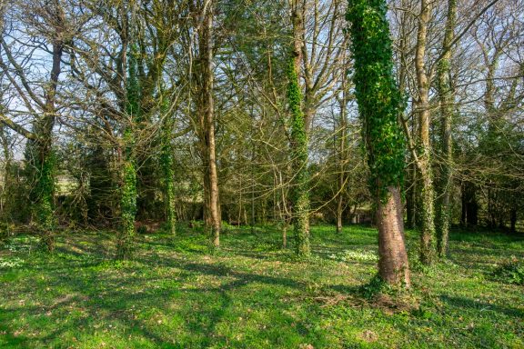 A small area of woodland covers the eastern edge of the property A lush green woodland with tall trees and sunlight filtering through the leaves.
