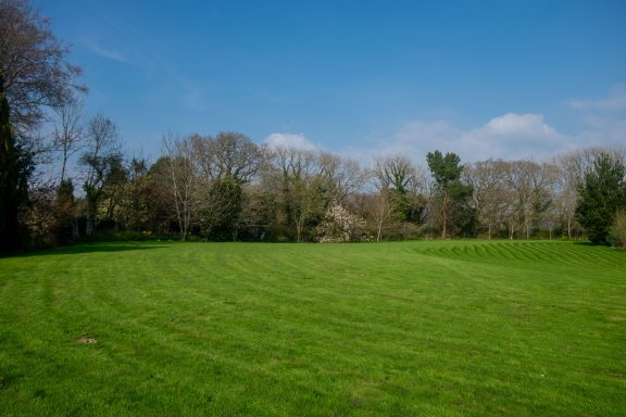 The paddock Green grassy field with scattered trees under a clear blue sky.