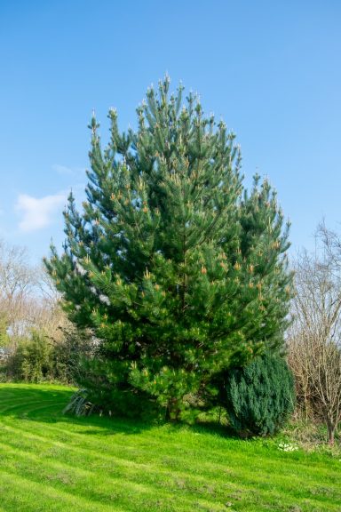 Lush greenery is everywhere, even in early spring A tall coniferous tree with green foliage against a clear blue sky.
